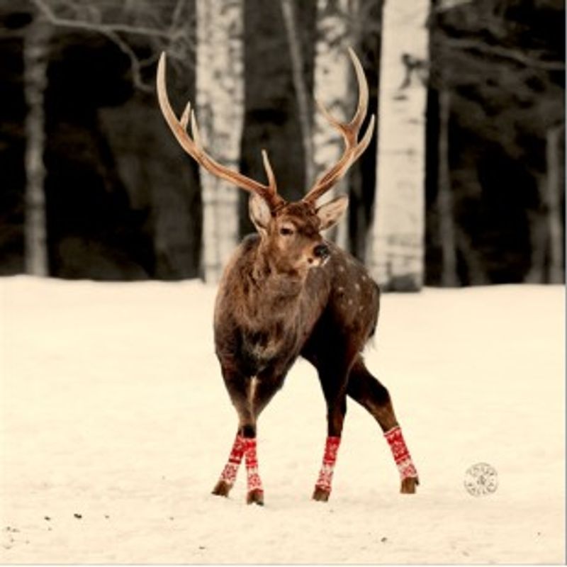 Deer bilde